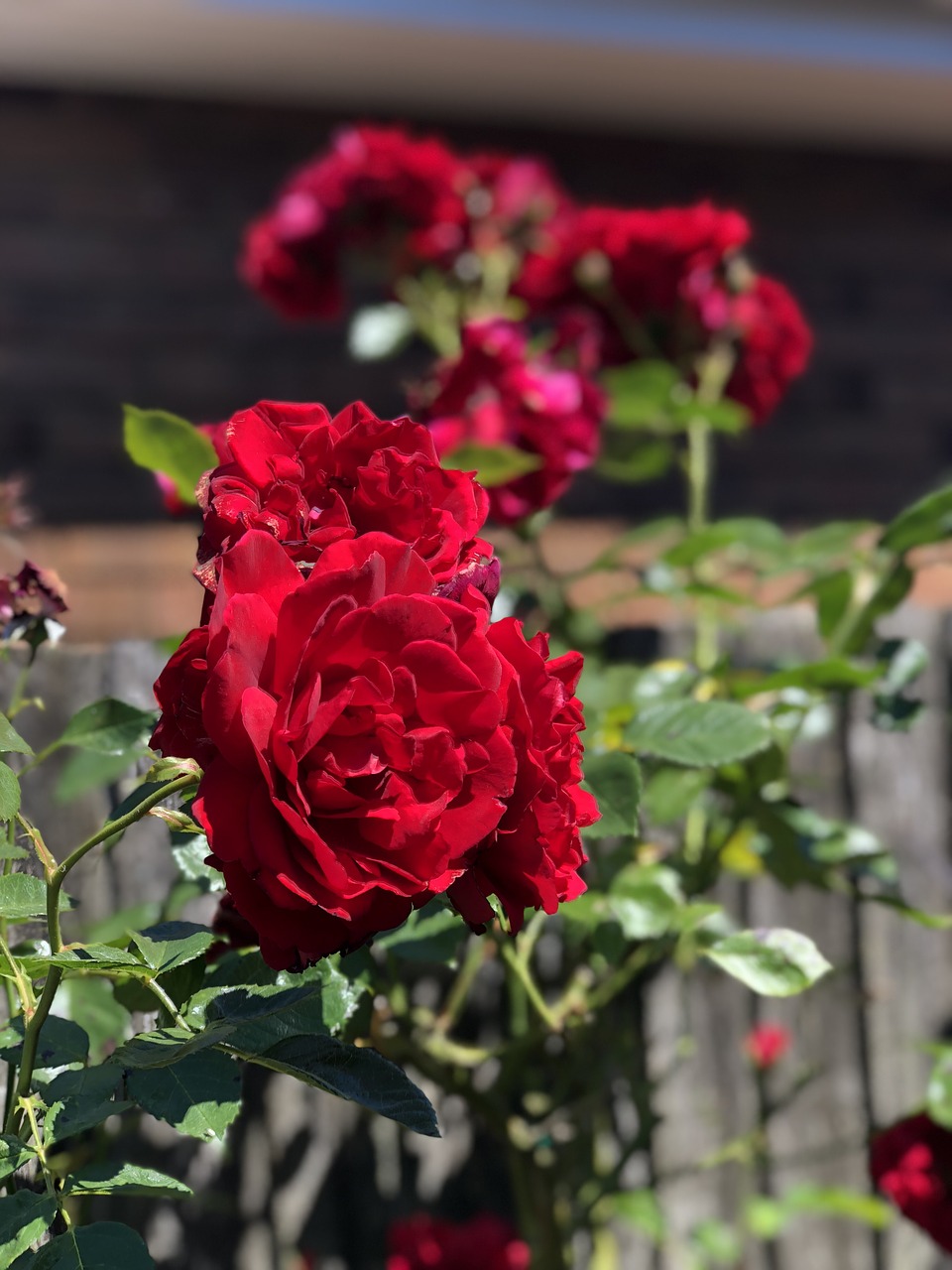 Išaugo,  Gėlė,  Floros,  Pobūdį,  Lapų,  Gėlių,  Vainiklapis, Nemokamos Nuotraukos,  Nemokama Licenzija