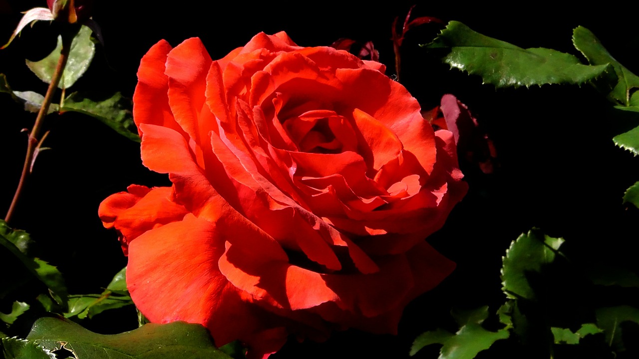Rožė, Raudona, Rožės, Gėlė, Meilė, Augalas, Romantiškas, Spalva, Raudona Roze, Grožis