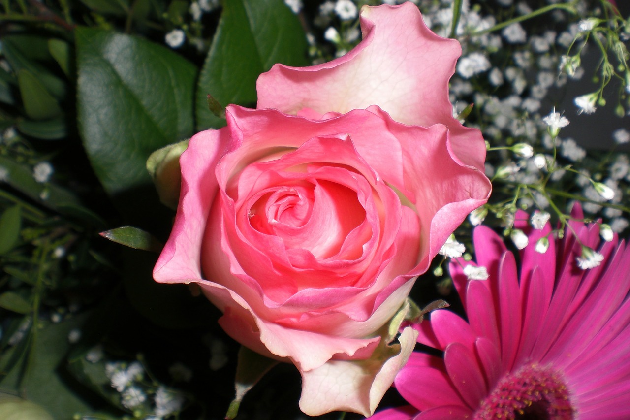 Rožė, Gimtadienio Puokštė, Gypsophila, Gerbera, Žiedas, Žydėti, Gėlė, Puokštė, Gėlės, Nemokamos Nuotraukos