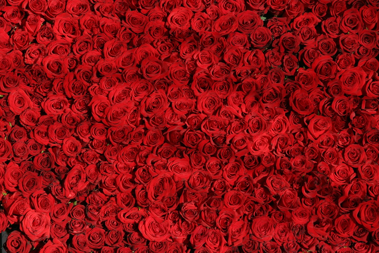Rožė, Rožės, Gėlės, Raudona, Valentine, Nemokamos Nuotraukos,  Nemokama Licenzija