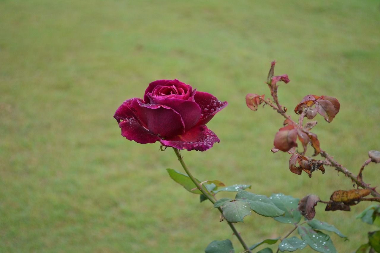 Rožė, Gėlė, Gėlių, Žydėti, Žalias, Žiedas, Žiedlapis, Gamta, Raudona, Rosa