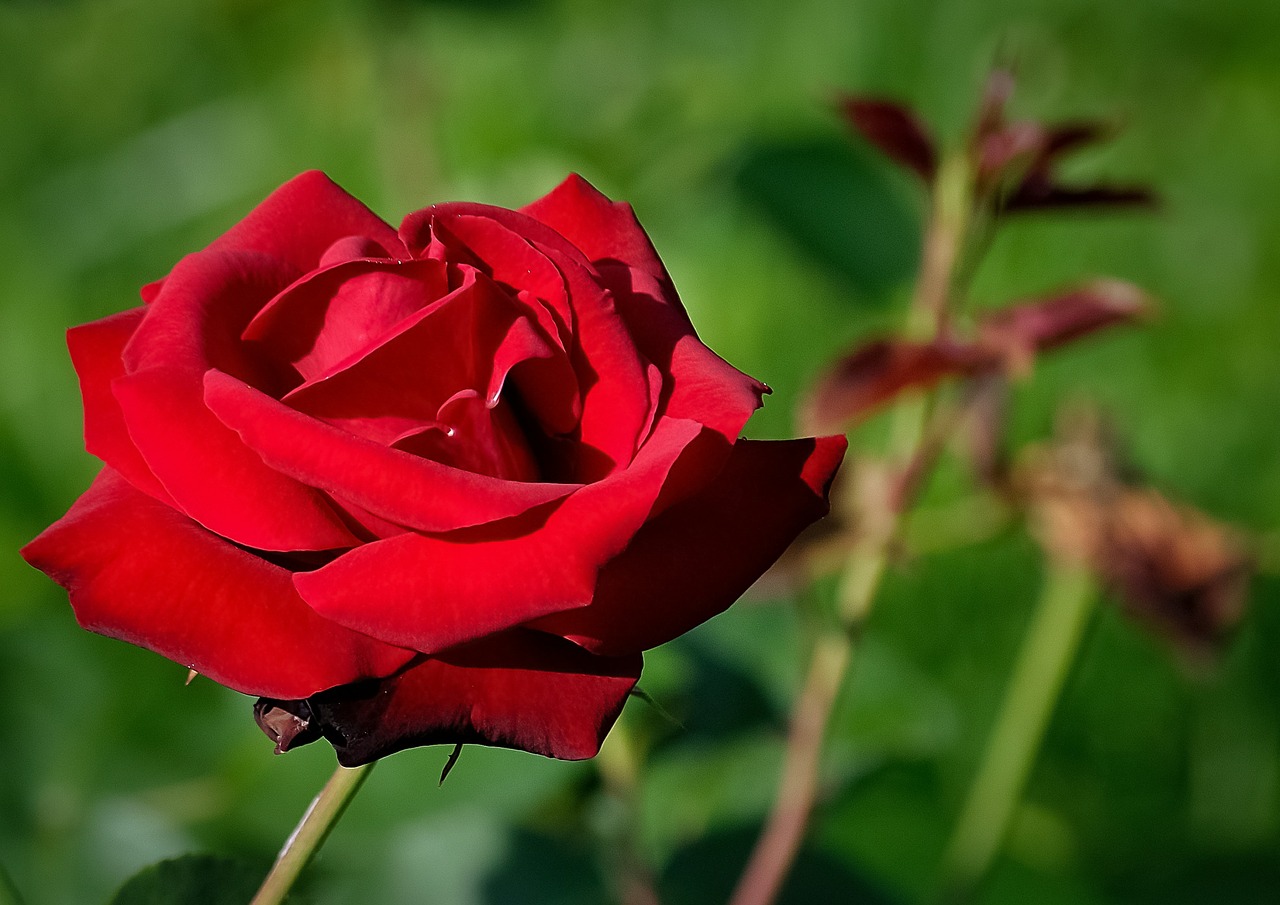 Rožė, Raudona, Gėlė, Grožis, Romantiškas, Žiedlapiai, Gražus, Flora, Vienas, Aistra
