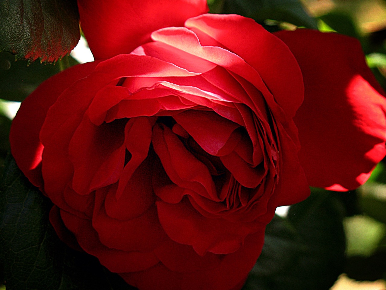 Rožė, Gėlė, Raudona, Romantika, Gėlių, Romantiškas, Nemokamos Nuotraukos,  Nemokama Licenzija