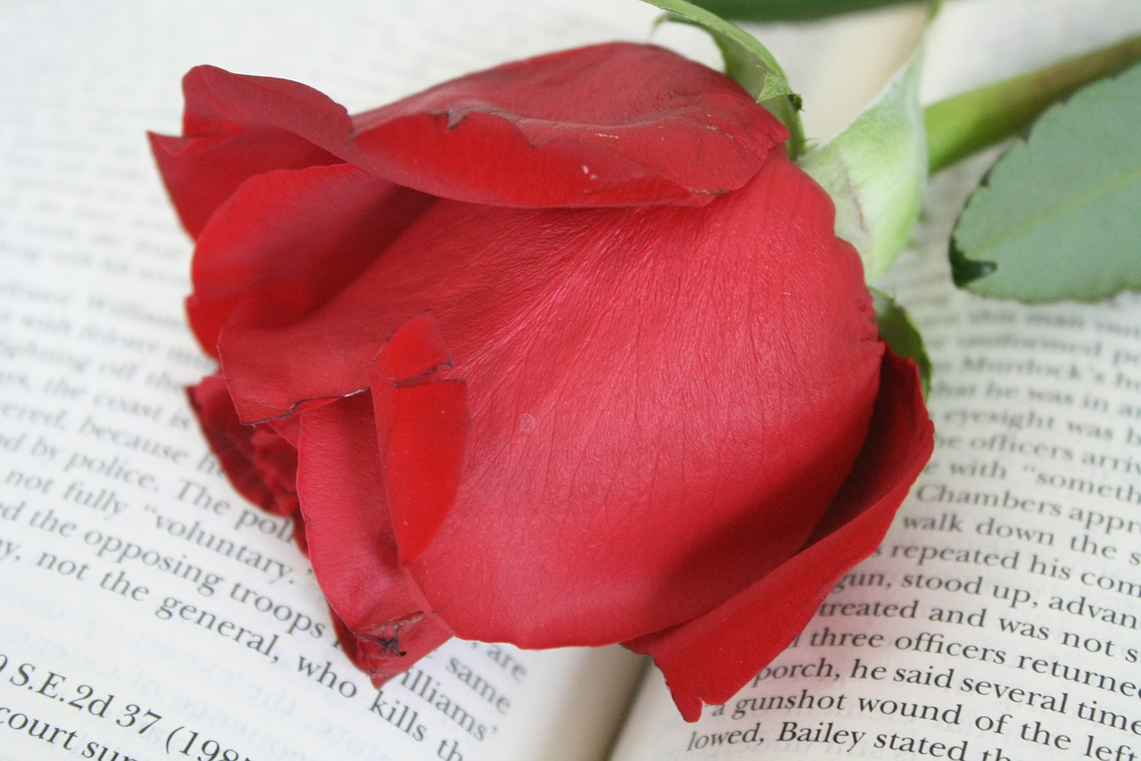 Rožė, Knyga, Gėlė, Nemokamos Nuotraukos,  Nemokama Licenzija