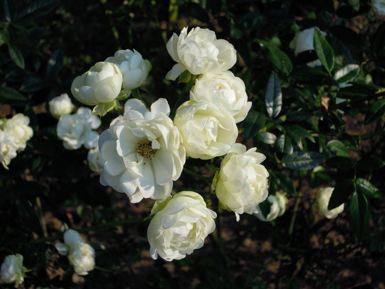 Rožė, Rosa Multiflora, Balta, Taipei, Nemokamos Nuotraukos,  Nemokama Licenzija