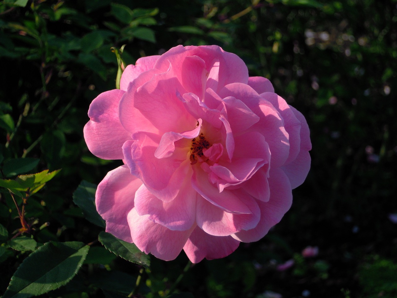 Rožė, Rosa Multiflora, Rožinė Ir Violetinė, Taipei, Nemokamos Nuotraukos,  Nemokama Licenzija