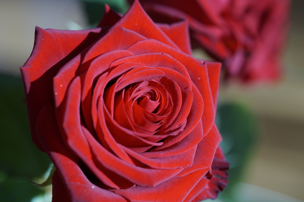 Rožė, Raudona, Raudona Roze, Gėlė, Žiedas, Žydėti, Išaugo Žydėti, Augalas, Romantiškas, Valentino Diena