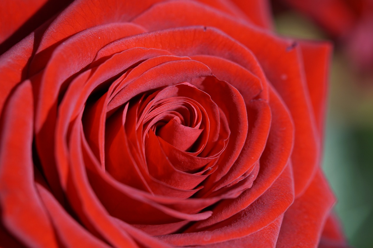 Rožė, Raudona, Raudona Roze, Gėlė, Žiedas, Žydėti, Išaugo Žydėti, Augalas, Romantiškas, Valentino Diena