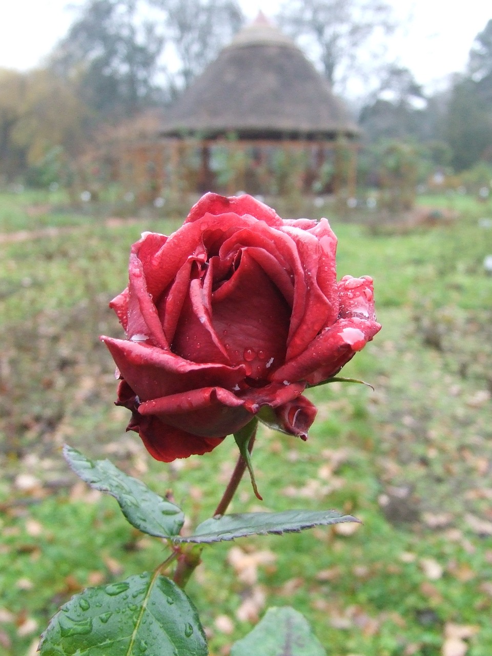 Rožė, Arboretum, Botanikos Szeged, Szeged Vengrija, Nemokamos Nuotraukos,  Nemokama Licenzija