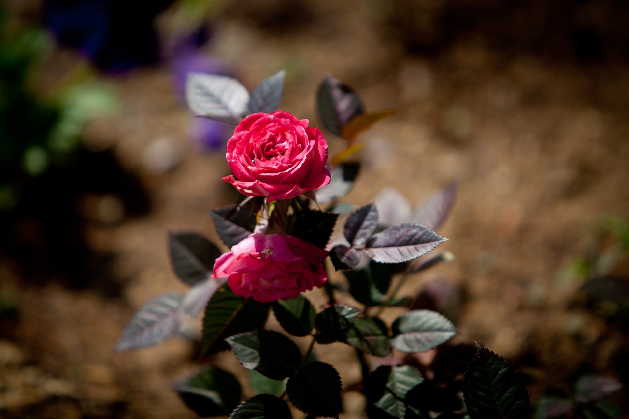 Rožė, 5Dmark2, 70-200 Mm, Gėlės, Nemokamos Nuotraukos,  Nemokama Licenzija