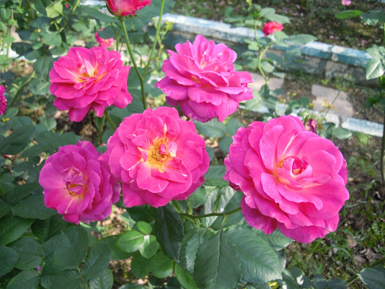 Rožė,  Violetinė,  Taipei, Nemokamos Nuotraukos,  Nemokama Licenzija