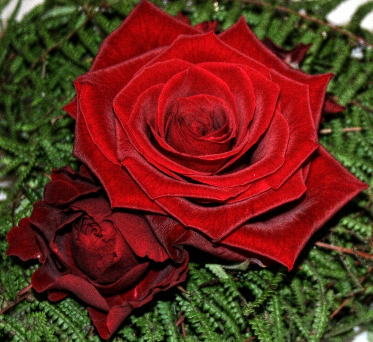 Rožė, Raudona, Augalas, Gamta, Romantiškas, Raudona Roze, Gėlė, Išaugo Žydėti, Grožis, Meilė
