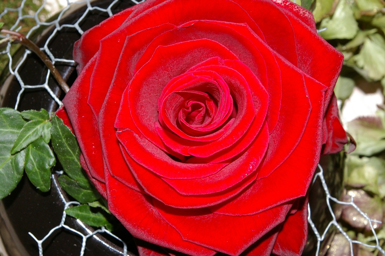 Rožė, Raudona Roze, Gėlė, Išaugo Žydėti, Kvepalai, Grožis, Romantiškas, Raudona, Meilė, Romantika