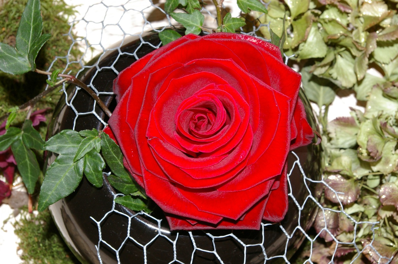Rožė,  Raudona Roze,  Gėlė,  Išaugo Žydėti,  Kvepalai,  Grožis,  Romantiškas,  Raudona,  Meilė,  Romantika