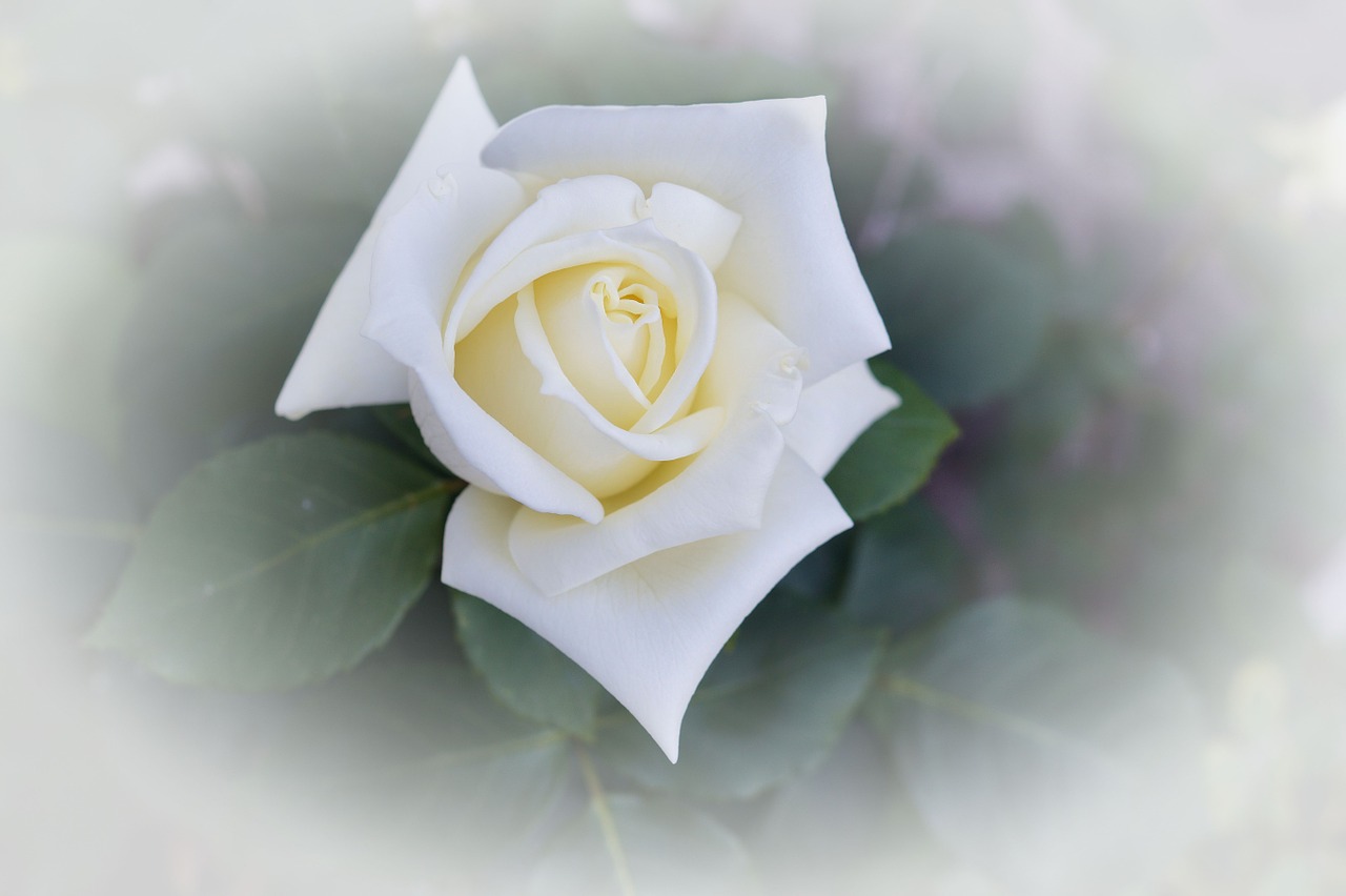 Rožė,  Balta,  Gamtos Gėlė,  Gamta,  Gėlė,  Išaugo Žydėti, Nemokamos Nuotraukos,  Nemokama Licenzija