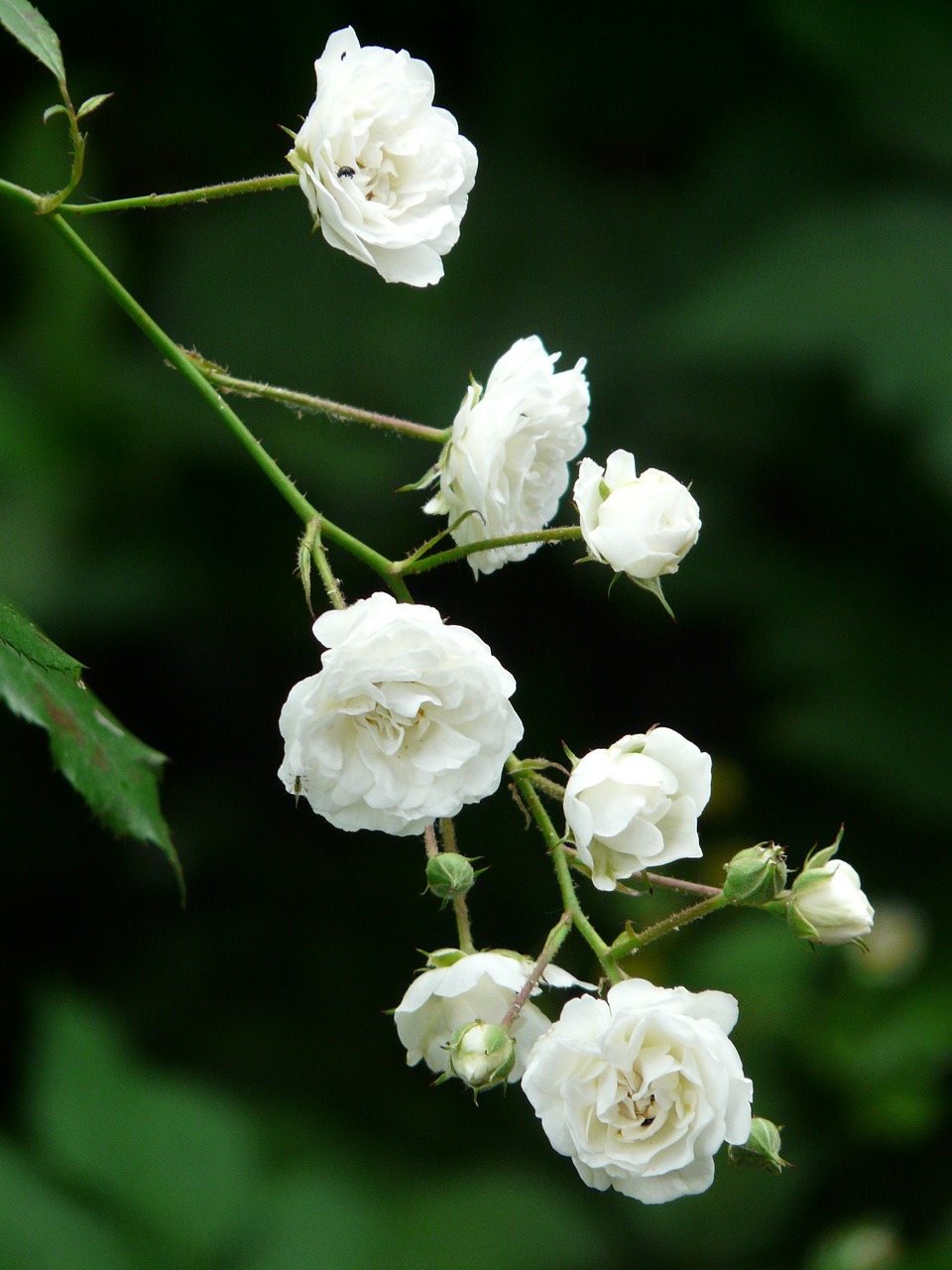 Rožė, Balta, Krūmas Rožė, Visiškai Baltas, Gėlės, Flora, Budas, Nemokamos Nuotraukos,  Nemokama Licenzija