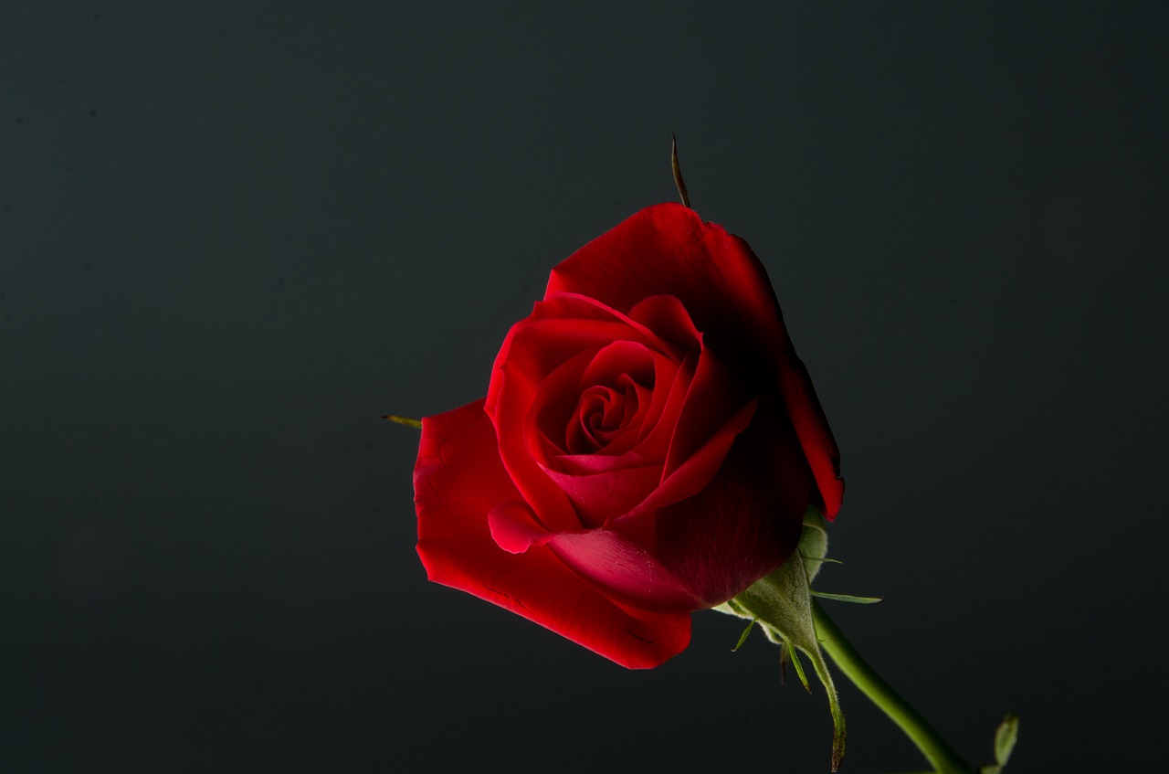 Rožė,  Raudona,  Augalas,  Gėlė,  Meilė,  Romantika,  Romantiškas,  Dovanos,  Gamta,  Gėlių