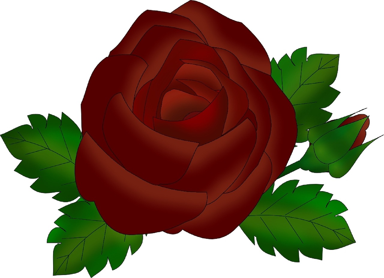 Rožė,  Gėlė,  Raudona, Nemokamos Nuotraukos,  Nemokama Licenzija