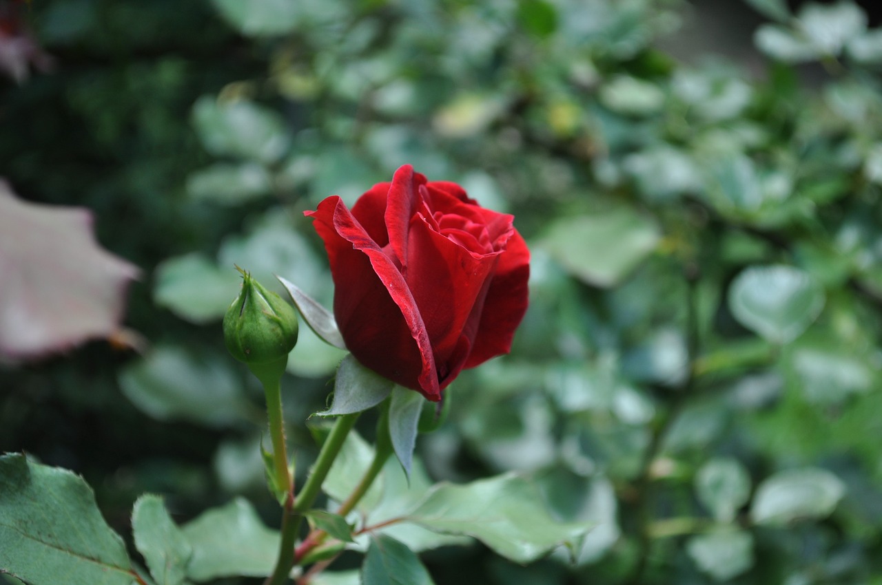 Rožė, Raudona Roze, Raudona, Abe Lincoln Rose, Gėlė, Meilė, Romantika, Gamta, Rožinis Pumpuras, Budas