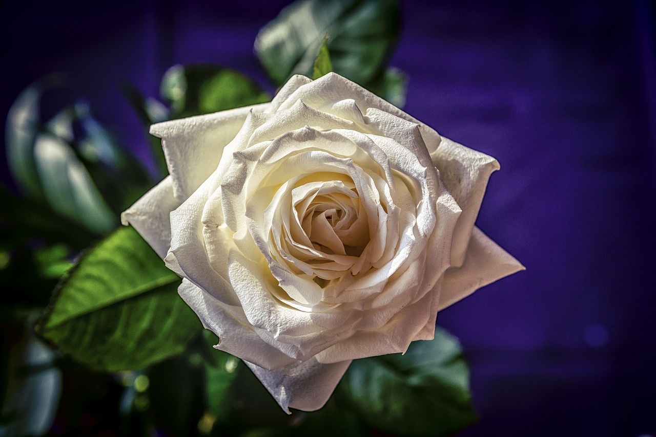 Rožė, Balta, Gėlė, Balta Rožė, Gamta, Meilė, Gėlių, Romantika, Žiedas, Romantiškas