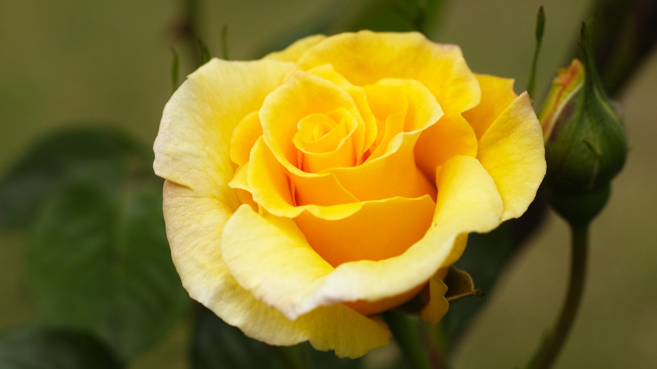 Rožė, Huang Rose, Geltona Gėlė, Nemokamos Nuotraukos,  Nemokama Licenzija