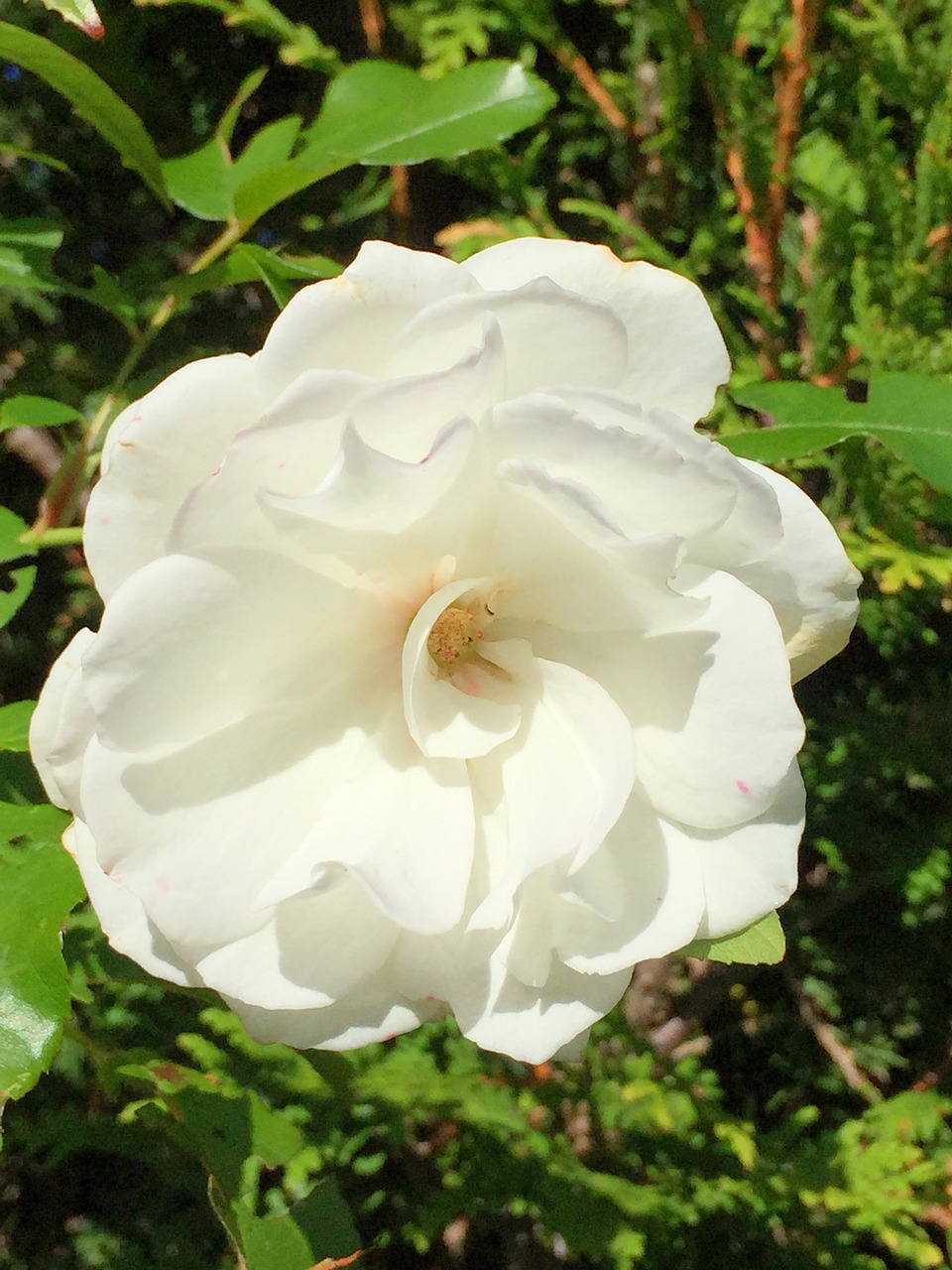 Rožė, Balta, Gamta, Gėlė, Žiedas, Žydėti, Baltos Rožės, Nemokamos Nuotraukos,  Nemokama Licenzija