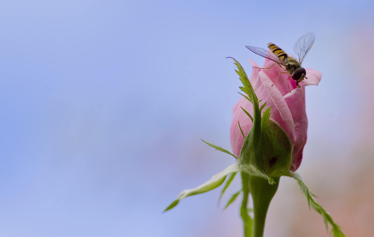 Rožė, Hoverfly, Mimicry, Rožinis, Vabzdys, Nemokamos Nuotraukos,  Nemokama Licenzija