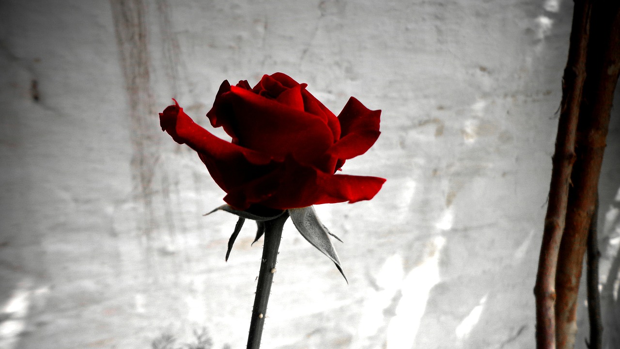 Rožė, Raudona, Gėlė, Raudonos Rožės, Laukinė Rožė, Laukinė Raudona Rožė, Rožių Žydėjimas, Valentines, Gražus, Augalas