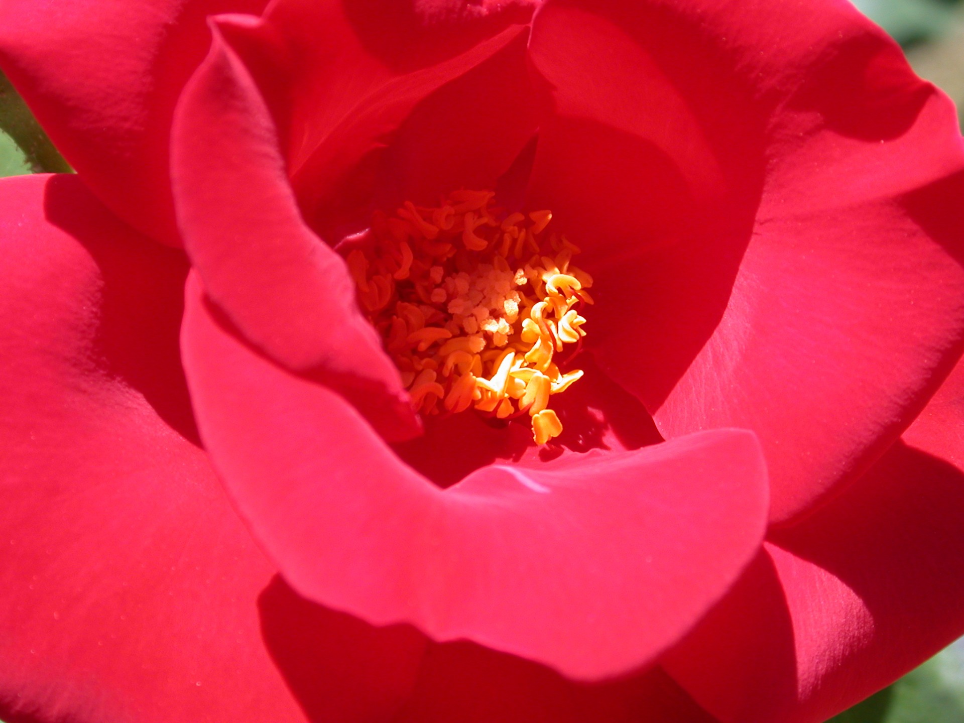 Rožė,  Raudona,  Gėlė,  Išaugo Atvira Širdis, Nemokamos Nuotraukos,  Nemokama Licenzija