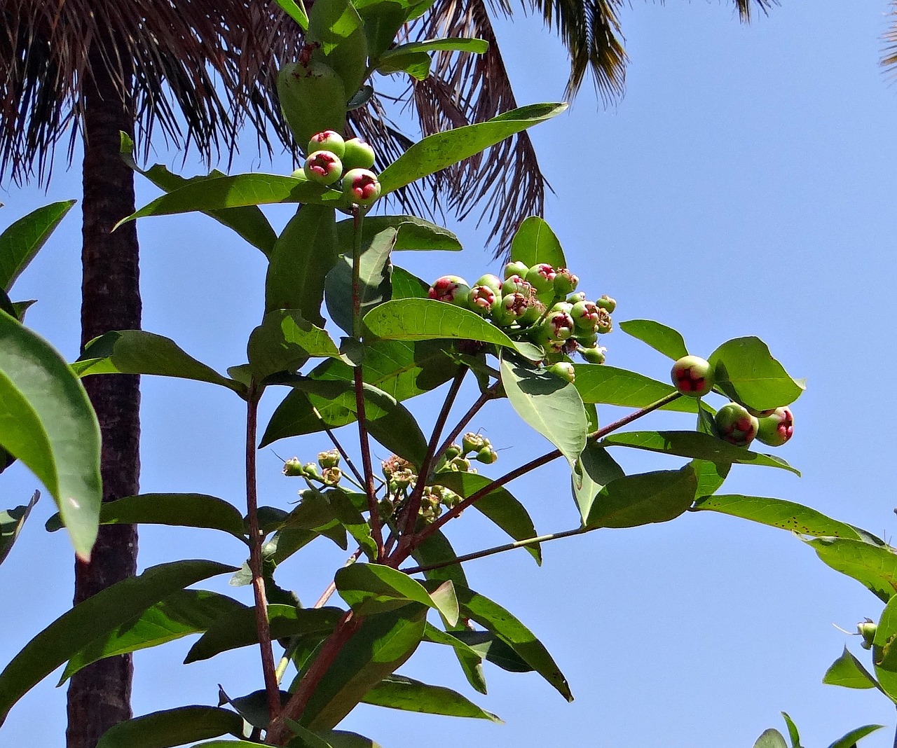 Rožinis Obuolys, Syzygium Jambos, Nesubrendusio, Vaisiai, Atogrąžų, Karnataka, Indija, Nemokamos Nuotraukos,  Nemokama Licenzija