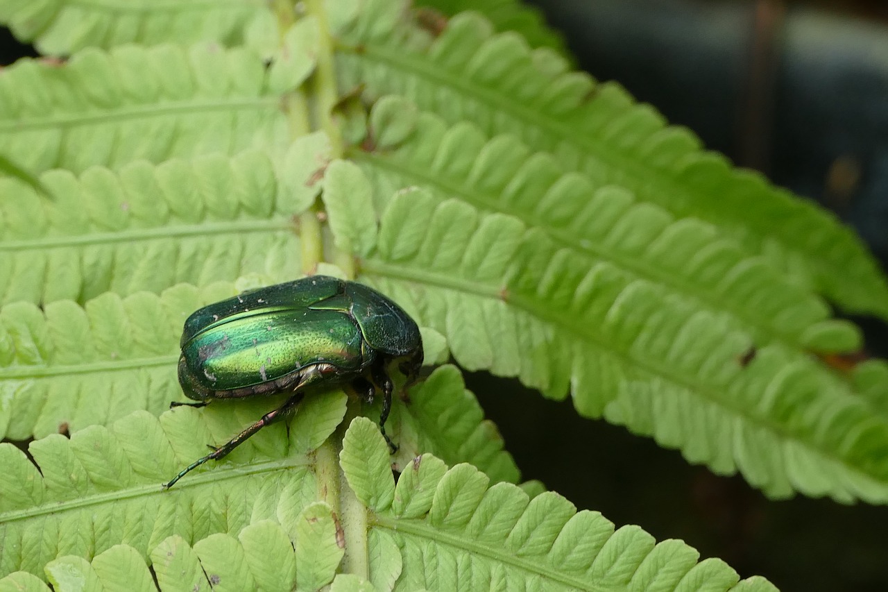 Rožių Vabalas, Aphid, Atogrąžų Vabalas, Cetoniinae, Nemokamos Nuotraukos,  Nemokama Licenzija