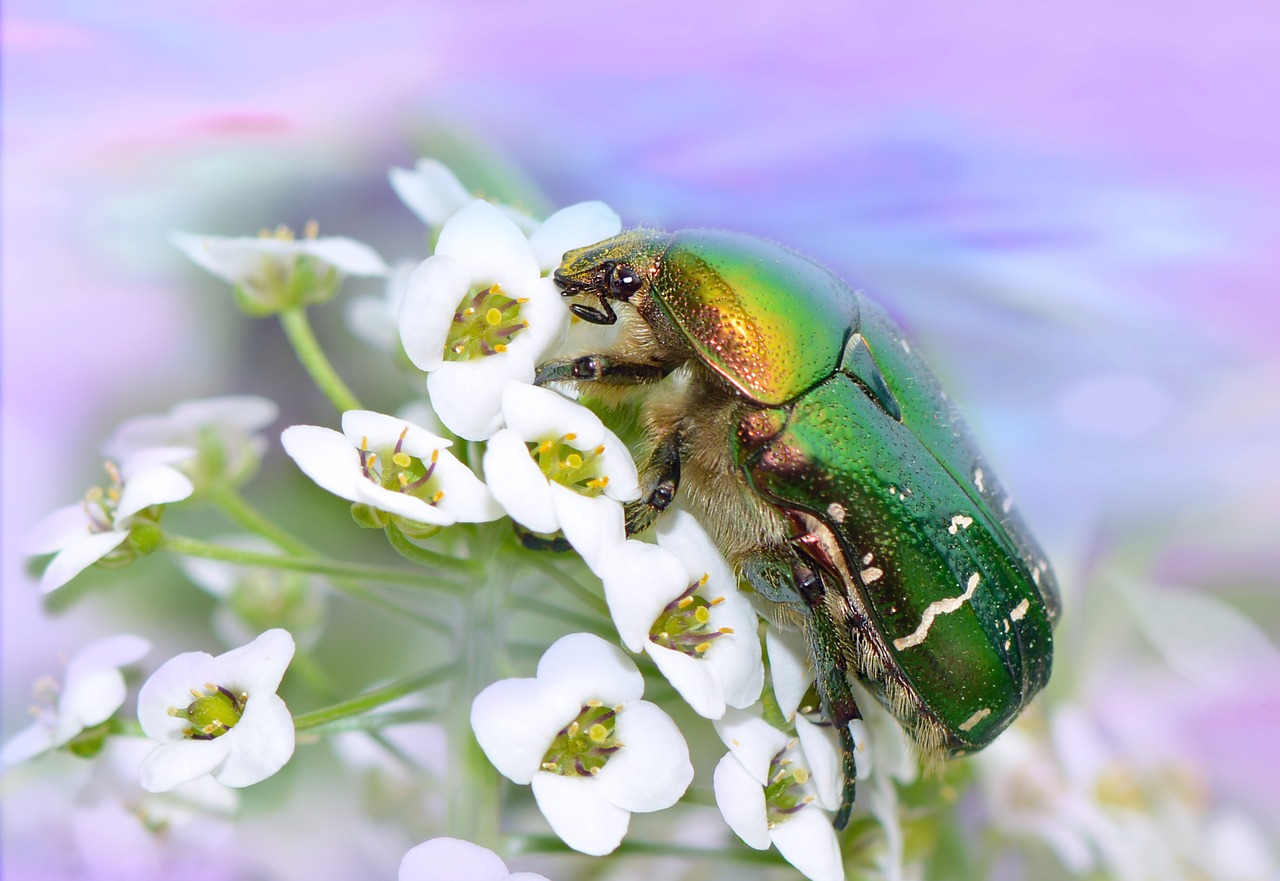 Rožių Vabalas, Vabalas, Vabzdys, Cetonia Aurata, Paprastųjų Rožių Vabalas, Makro, Vabzdžių Makro, Gamta, Uždaryti, Gyvūnas