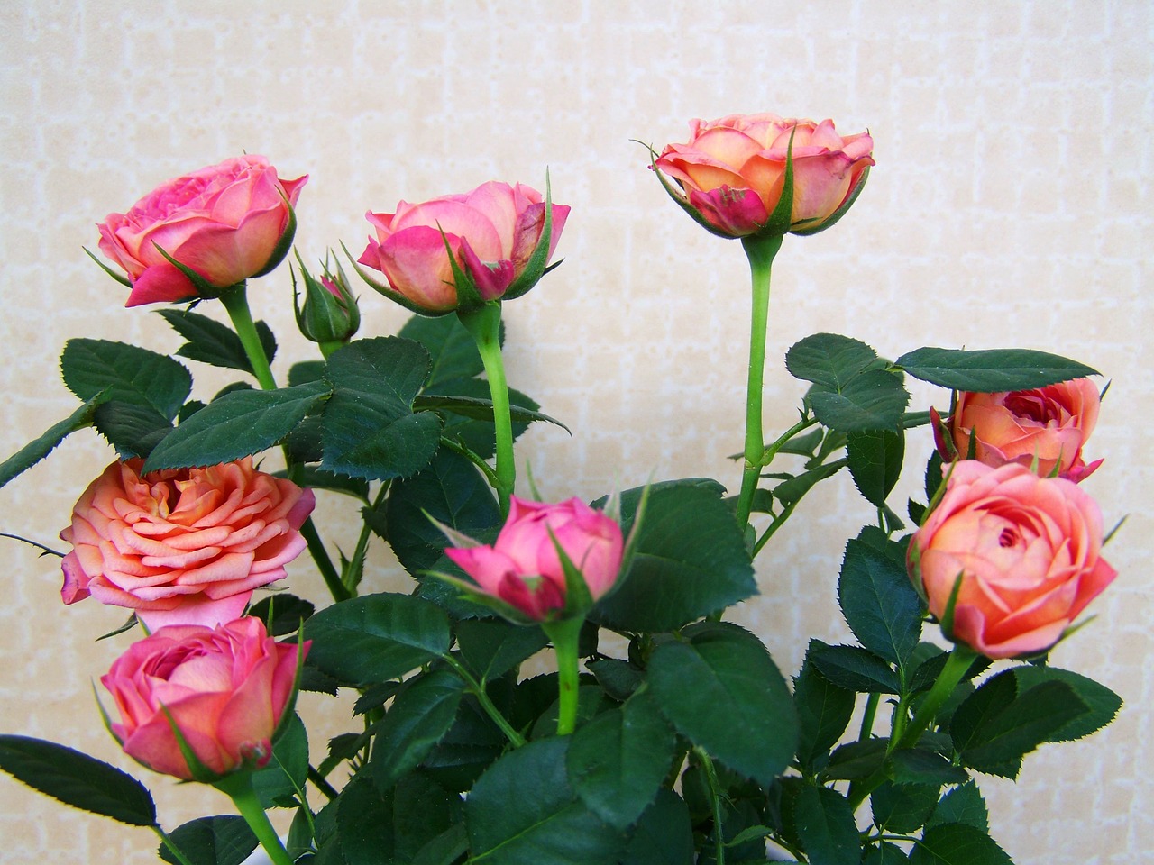 Rožių Puokštė, Rožinės Gėlės, Skintos Gėlės, Nemokamos Nuotraukos,  Nemokama Licenzija