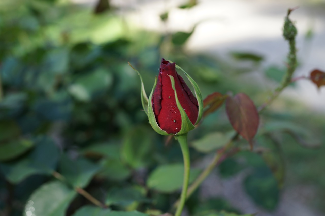 Rožinis Pumpuras, Žydėti, Ateitis, Pažadas, Meilė, Romantika, Gėlių, Puokštė, Valentine, Vestuvės