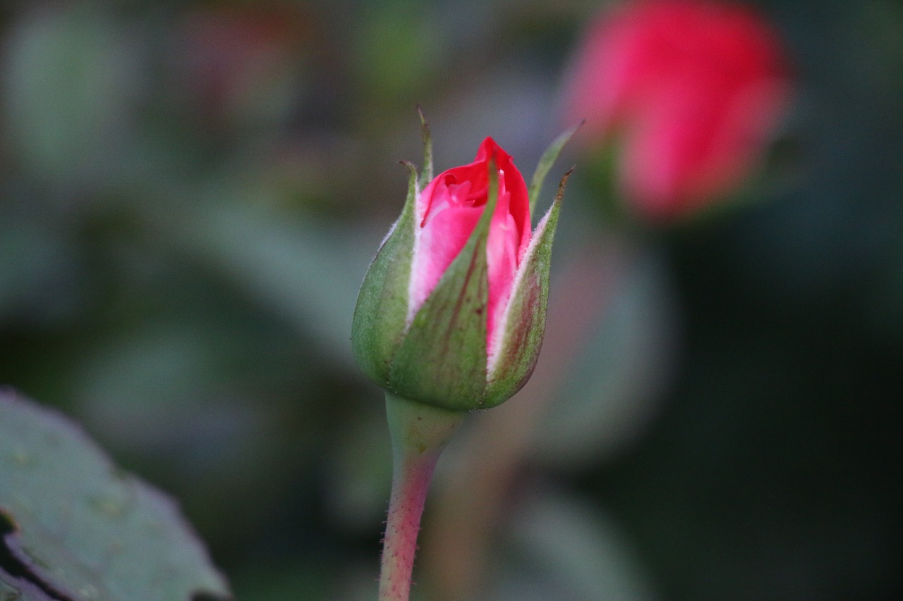 Rožinė Bud Meilė, Romantika, Romantiškas, Rosebud, Raudona, Rožė, Išaugo Žydėti, Meilė, Gražus, Budas