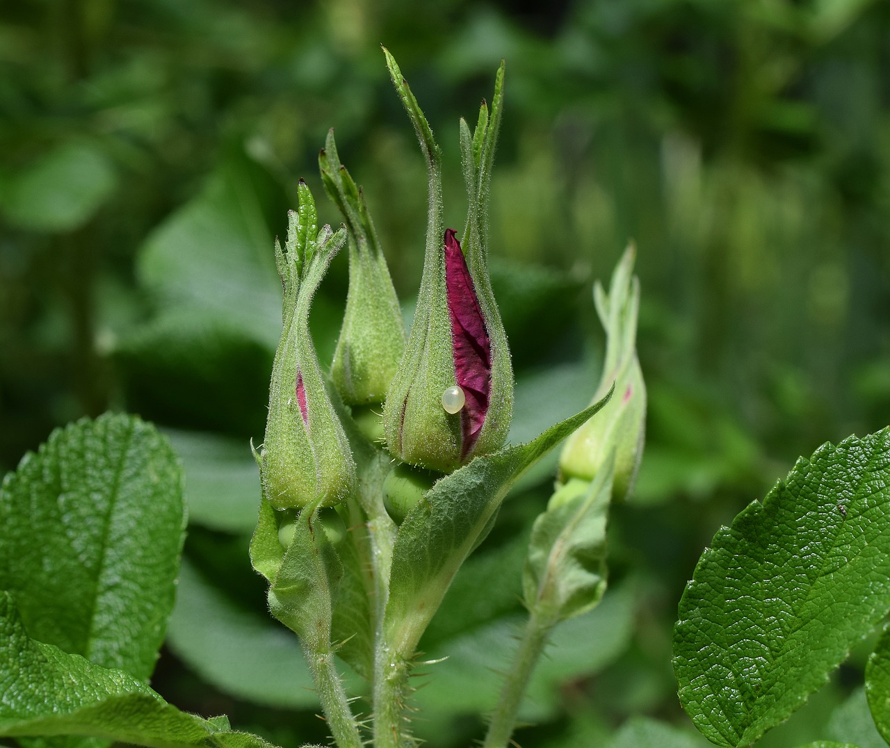 Rožių Pumpurėlės Su Kiaušine, Rugosa Rožė, Kiaušinis, Vabzdžių Kiaušinis, Pearly, Gražus, Gėlė, Žiedas, Žydėti, Lapai