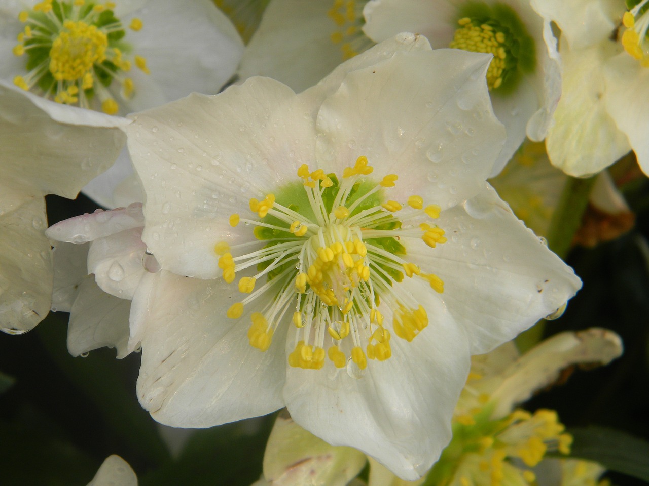 Rožinė Kalėdos, Helleborus Niger, Sidabrinė Balta, Gėlė, Sodas, Žiema, Nemokamos Nuotraukos,  Nemokama Licenzija