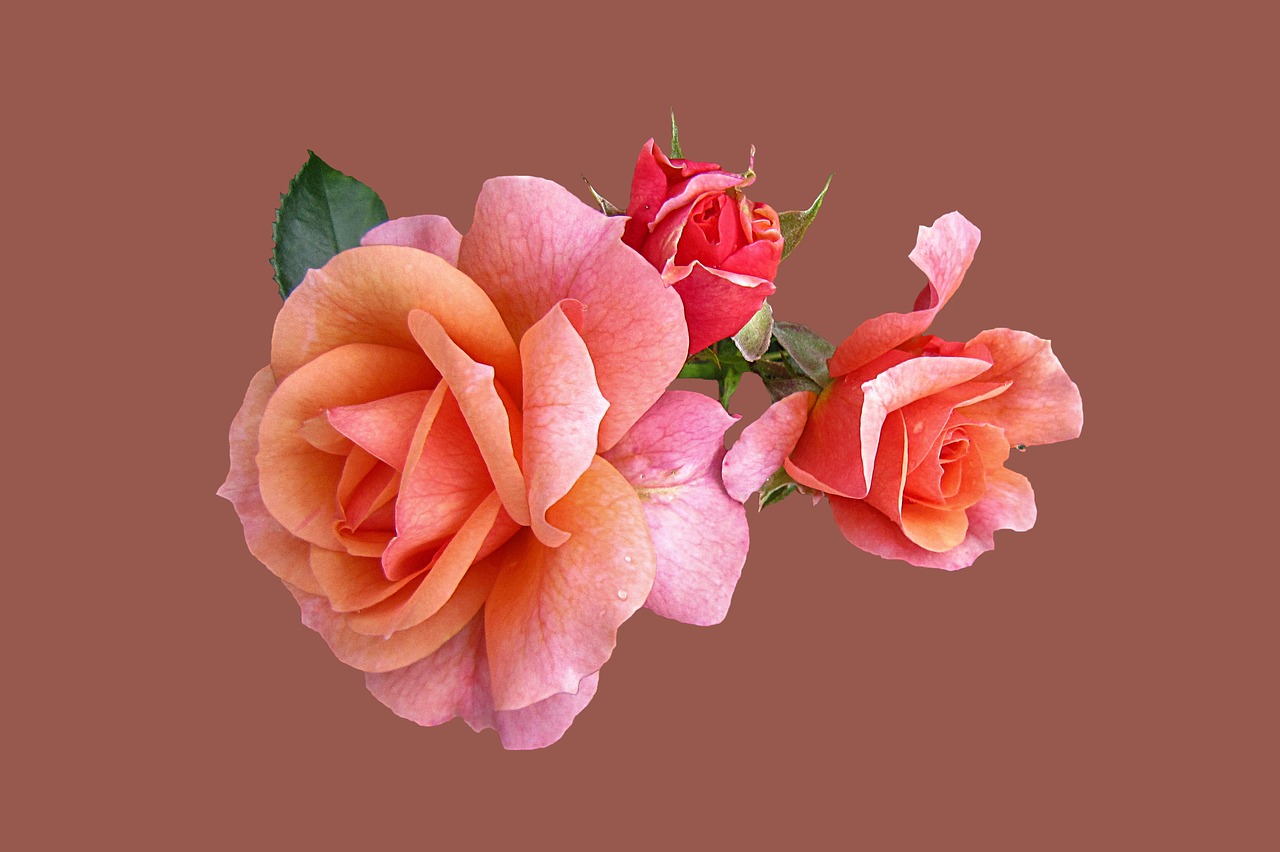 Rožės, Rožinė Apricola, Izoliuotas, Fonas, Gėlės, Nemokamos Nuotraukos,  Nemokama Licenzija
