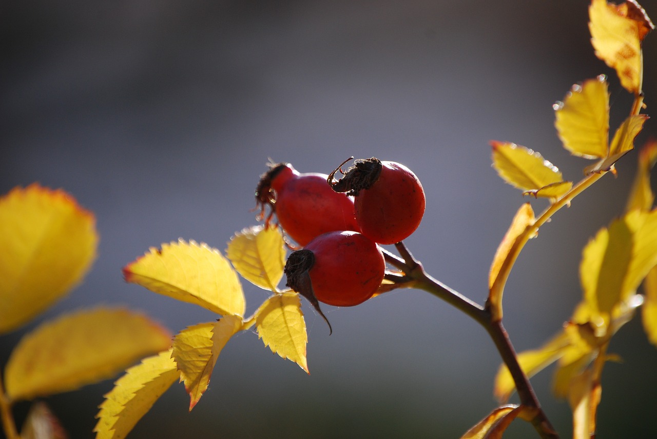 Rožinė Hip Ruduo, Rudens Vaisiai, Nemokamos Nuotraukos,  Nemokama Licenzija