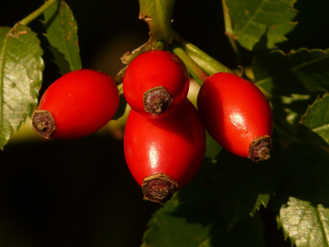 Rožinė Hip Vaisiai, Sammelfrucht, Raudona, Šuo Rožė, Rosa Canina, Hageman Rožė, Laukinė Rožė, Nemokamos Nuotraukos,  Nemokama Licenzija