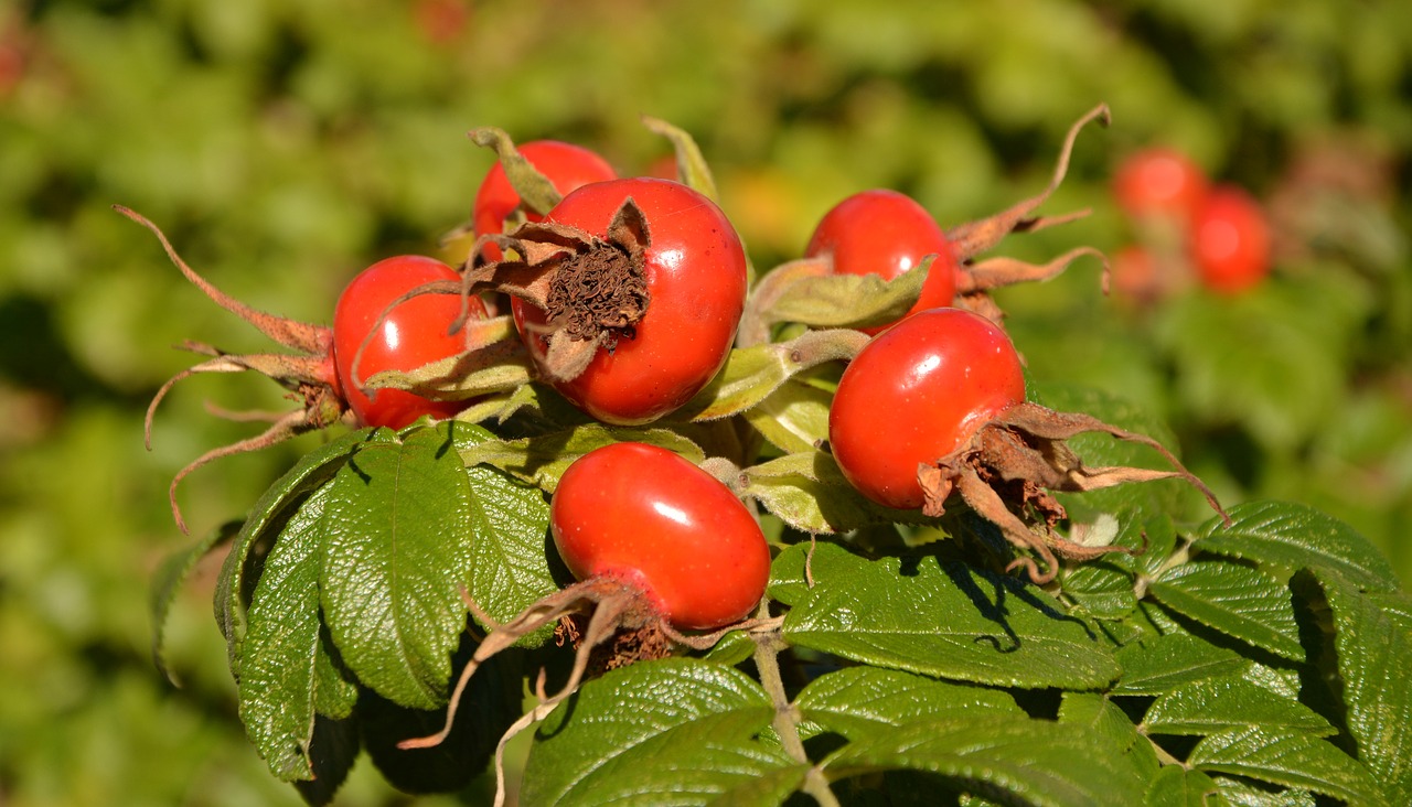 Rožinė Hip Laukinė Rožė, Vaisiai, Ruduo, Krūmas, Rožių Šiltnamius, Rožių Obuoliai, Haw, Rosaceae, Nemokamos Nuotraukos,  Nemokama Licenzija