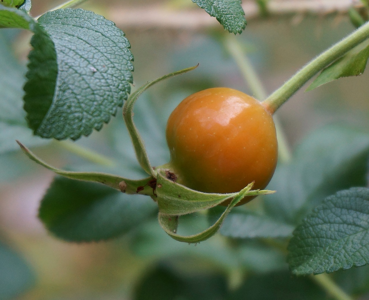 Rožinė Hip Tekinimo Spalva, Rugosa Rožė, Rožė, Sėkla, Augalas, Sodas, Gamta, Oranžinė, Nemokamos Nuotraukos,  Nemokama Licenzija