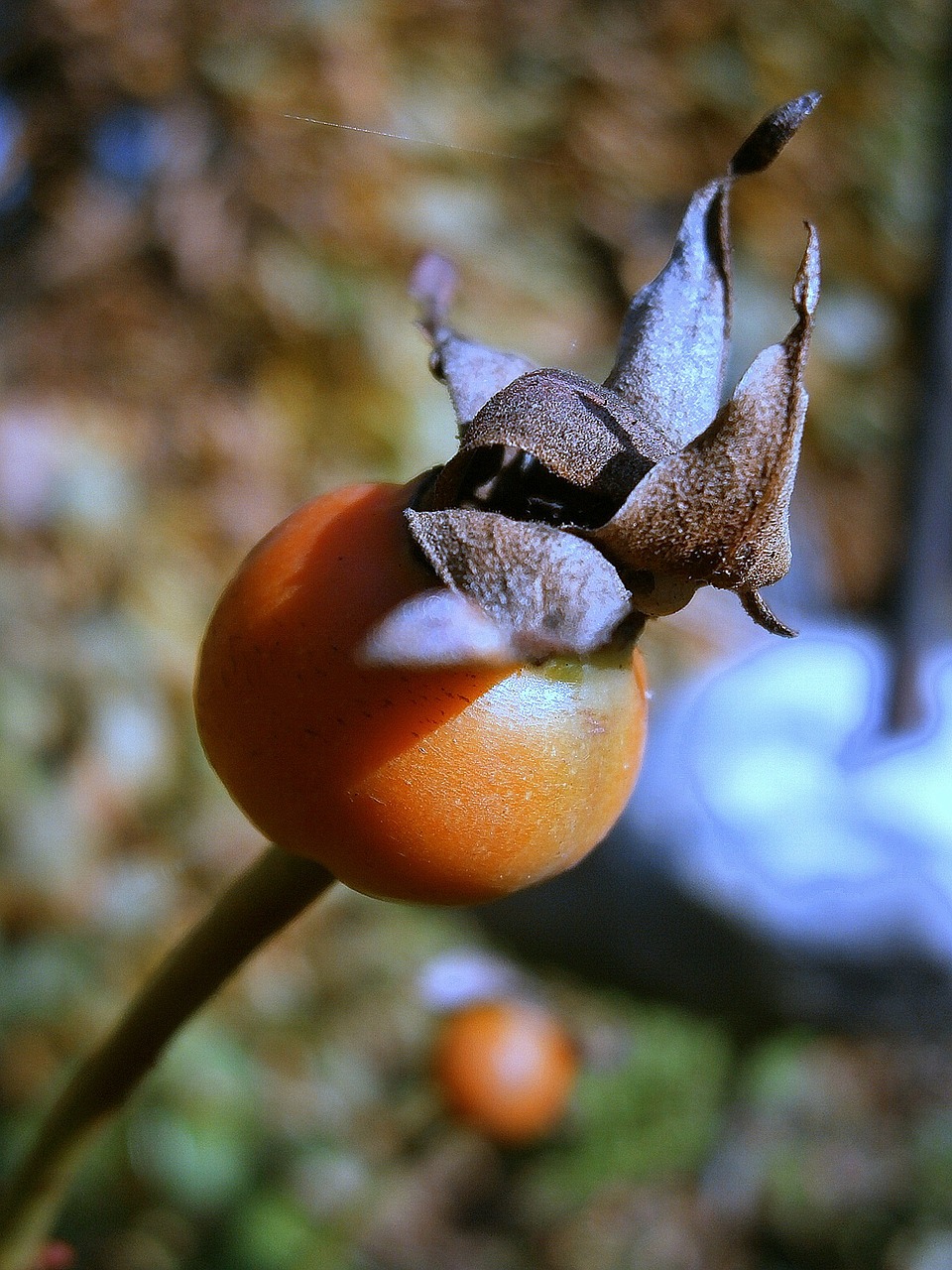 Rožinė Hip Vaisiai, Sammelfrucht, Oranžinė, Raudona, Rožė, Šuo Rožė, Gamta, Augalas, Rosa Canina, Rožių Šiltnamius