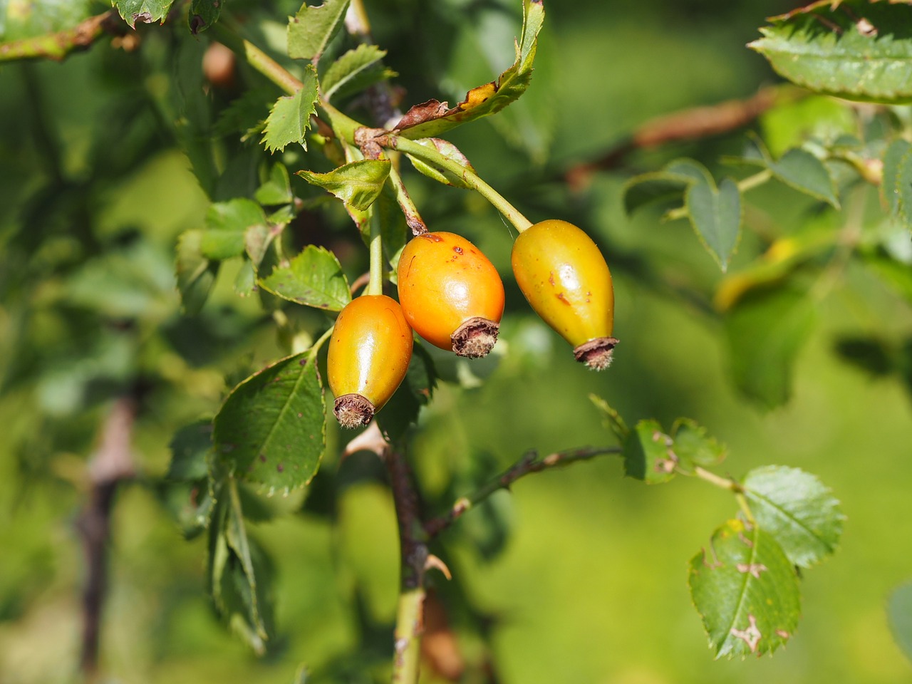 Rožinė Hip Tee, Į Sveikatą, Sveikas, Vitamino C, Gamta, Žalias, Nemokamos Nuotraukos,  Nemokama Licenzija