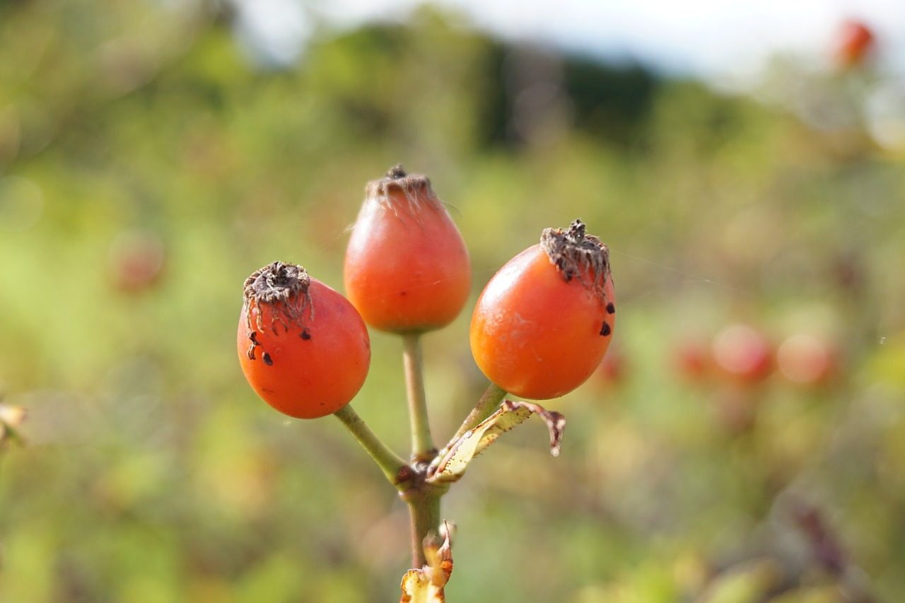 Rožinė Hip Laukinė Rožė, Raudona, Ruduo, Rudens Vaisiai, Nemokamos Nuotraukos,  Nemokama Licenzija