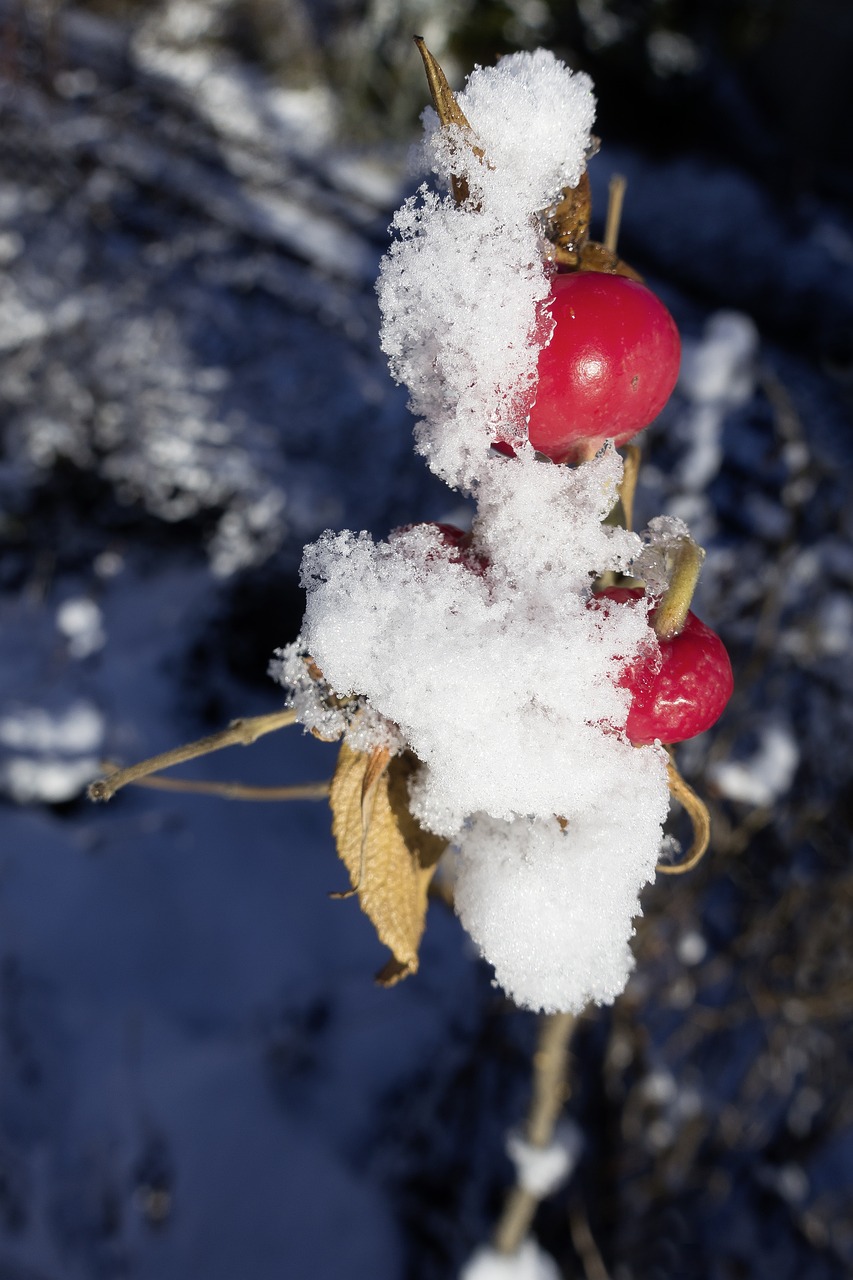 Rožinė Hip Rosa Canina, Vaisiai, Raudona, Laukinė Rožė, Gamta, Augalas, Rožių Šiltnamius, Šuo Rožė, Žiema, Sniegas