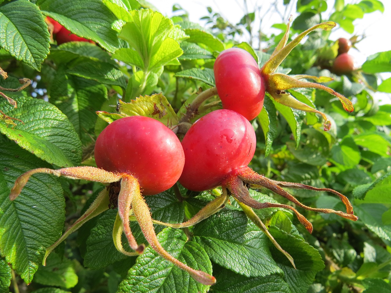 Mežrožu,  Laukinė Rožė,  Raudona,  Krūmas,  Pobūdį,  Augalų,  Ruduo,  Žiedas,  Žydi,  Išaugo