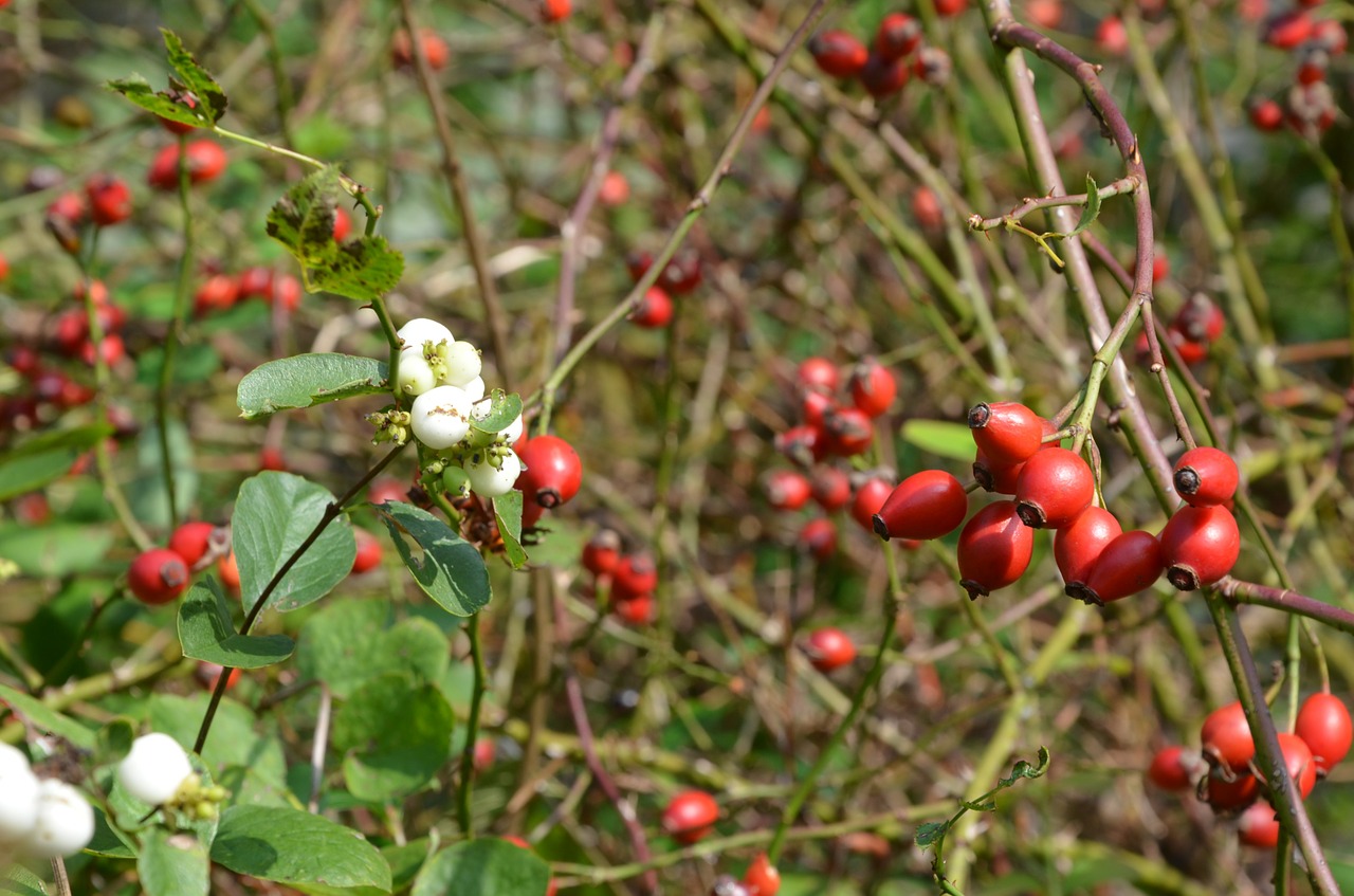 Rožinė Hip Rudens Vaisiai, Raudona, Balta, Krūmas, Knallerbsen, Ruduo, Surinkti, Sodas, Apsidraudimas, Nemokamos Nuotraukos