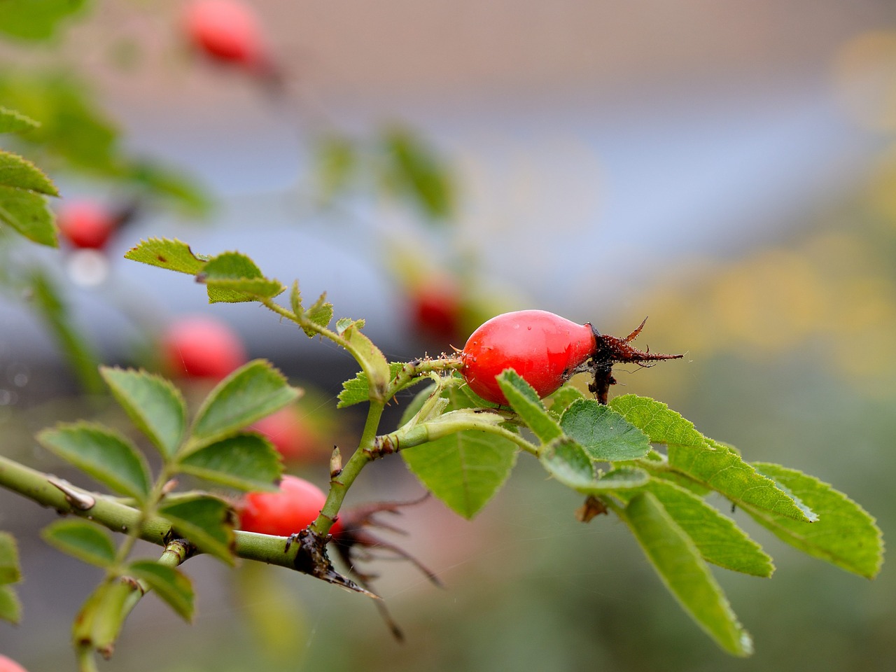 Rožinė Hip Rudens Krūmas, Makro, Nemokamos Nuotraukos,  Nemokama Licenzija