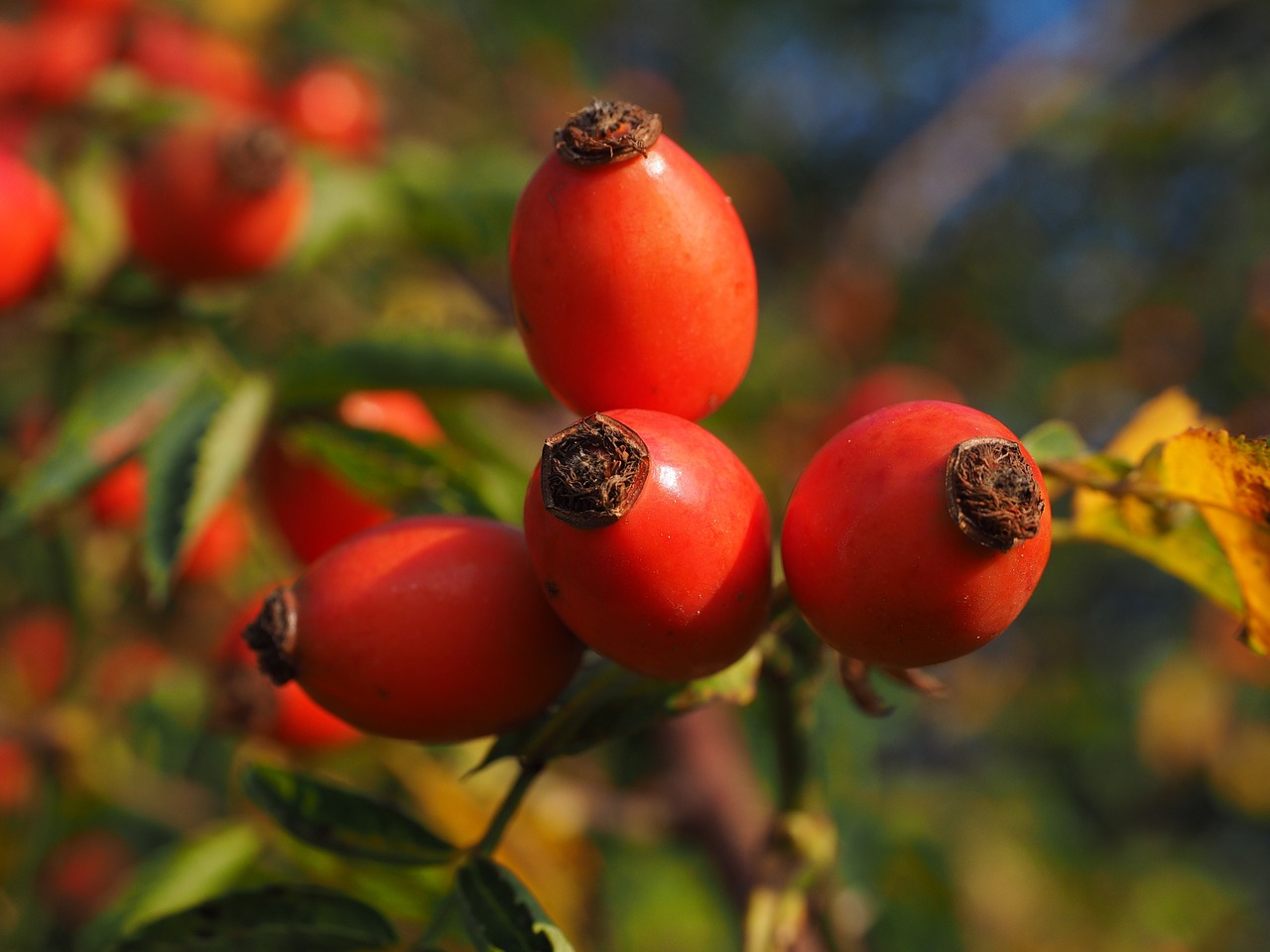 Rožinė Hip Vaisiai, Raudona, Laukinė Rožė, Augalas, Sammelfrucht, Šuo Rožė, Krūmas, Rožių Šiltnamius, Rosa Canina, Haegen